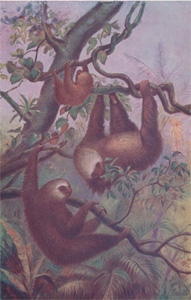 Unaus or Two-toed Sloths